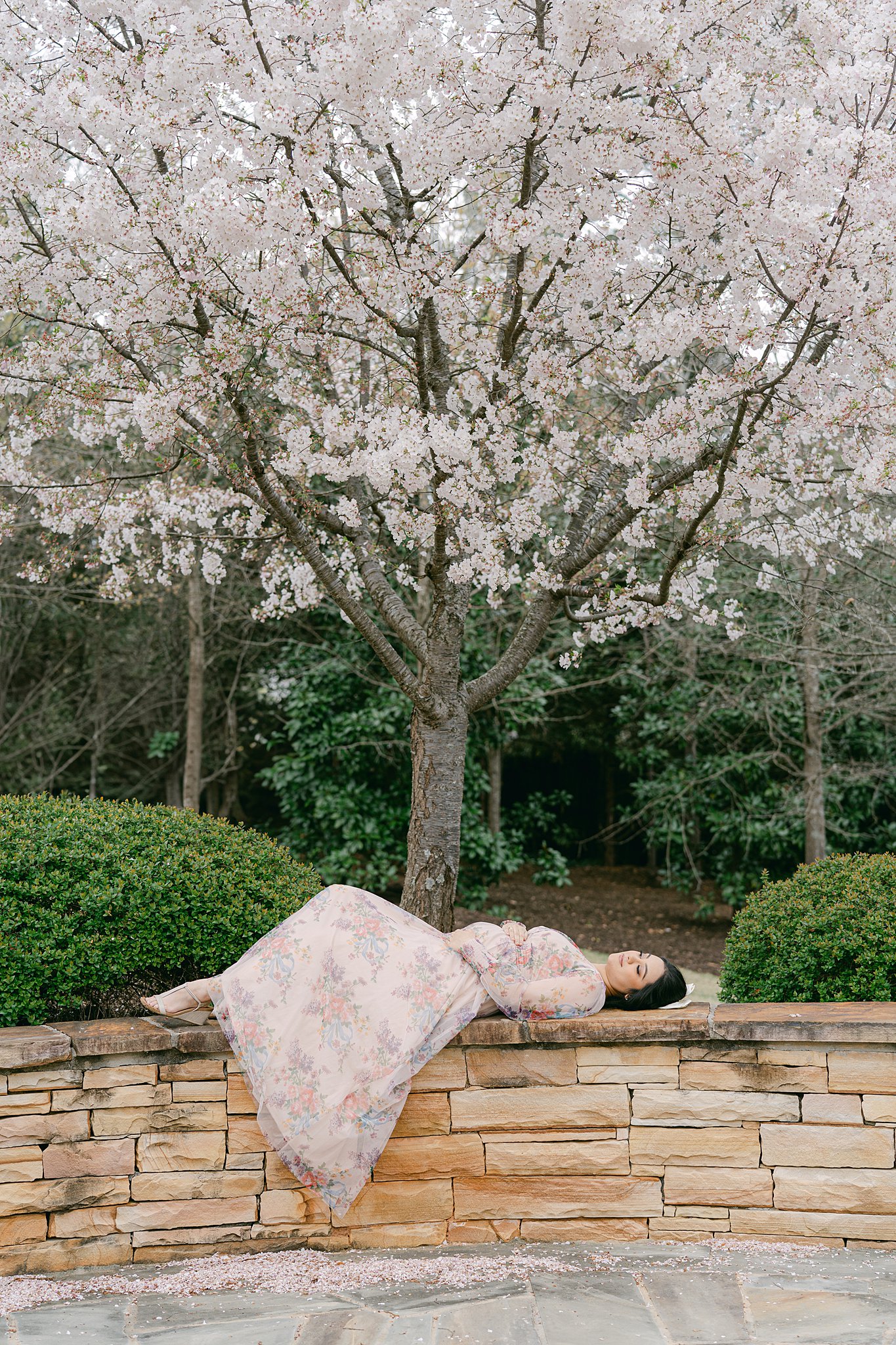 A mom to be lays on a garden wall under a white flowering tree